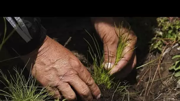 En Italie, les plant-sitters de plus en plus demandés