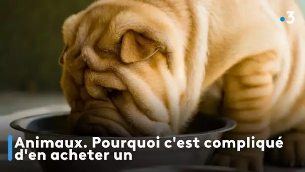 Animaux. Pourquoi c'est compliqué d'en acheter un