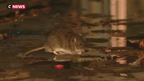 Municipales 2020 : les rats dans Paris, un enjeu pour les candidats