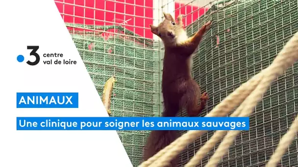 Une clinique pour les animaux sauvages