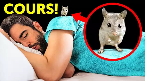 Ce n’est Pas une Jolie Souris, et tu Devrais t’Enfuir si elle se Trouve à Proximité