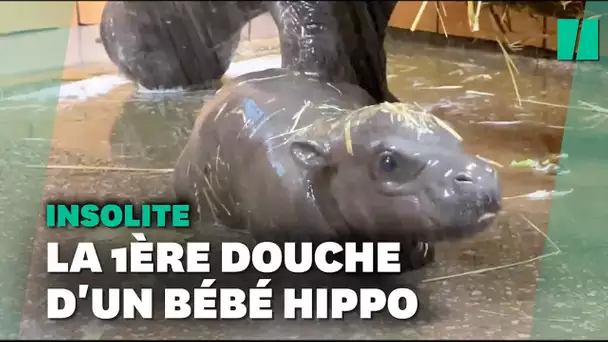 Ce bébé hippopotame qui prend sa première douche va vous faire fondre