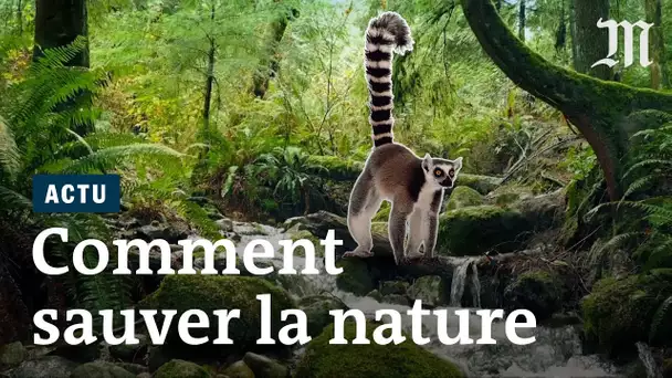 Quelles solutions restent-ils pour sauver la biodiversité ?