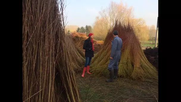 Découverte de l&#039;osiériculture dans 'Les Chemins Nathalie'