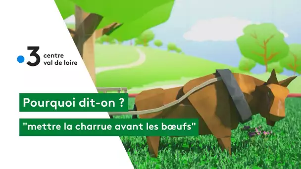 Pourquoi dit-on : mettre la charrue avant les bœufs !