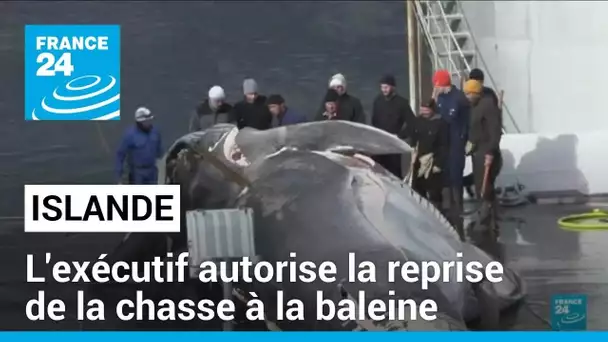 Chasse à la baleine : feu vert de l'Islande après deux mois de suspension • FRANCE 24