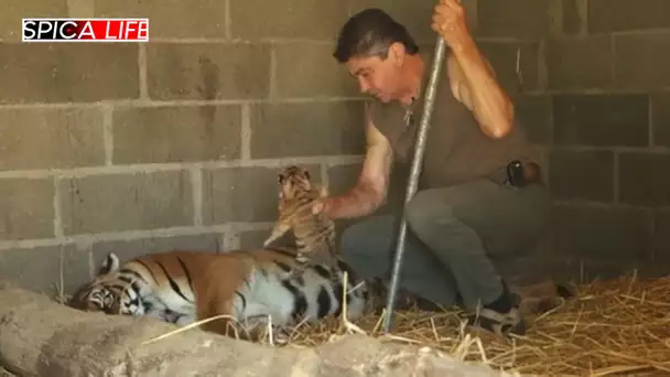 Au cœur du zoo : naissances imminentes au parc