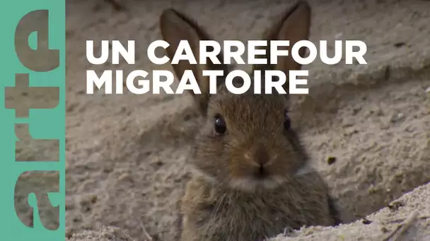 Le littoral nord, le paradis des oiseaux | La France sauvage | ARTE Family