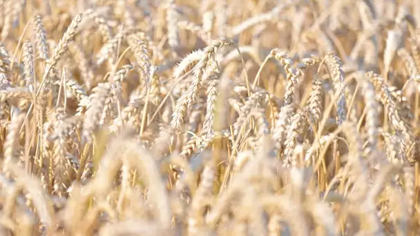 Agriculture : ce producteur de blé subit les conséquences d'une météo catastrophique