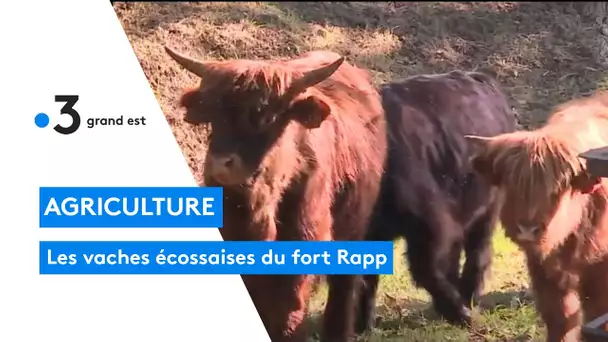 Des vaches écossaises au fort militaire Rapp