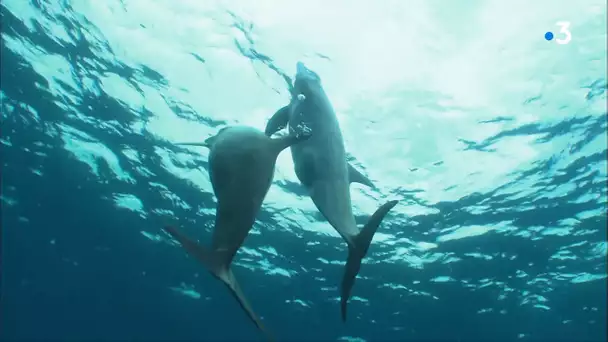 Découverte des richesses aquatiques du Parc Marin du Golfe du Lion avec Bruno Ferrari