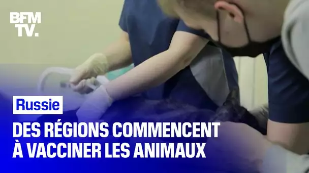 En Russie, les animaux comment aussi à se faire aussi vacciner contre le Covid-19