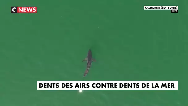 Californie : des drones pour surveiller les requins