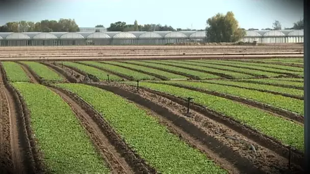 Maine et Loire : 1 an après l'interdiction du métam-sodium