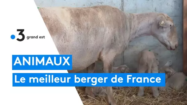 Agriculture : devenir le meilleur jeune berger de France