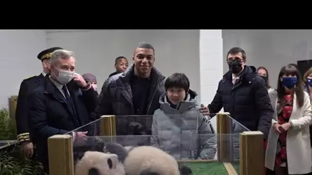 Kylian Mbappé, parrain de Yuandudu, l'une des jumelles pandas de Beauval