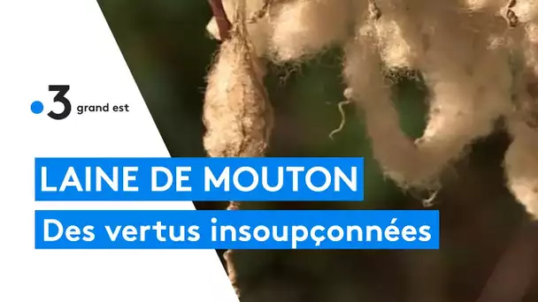 Laine de mouton : des vertus insoupçonnées