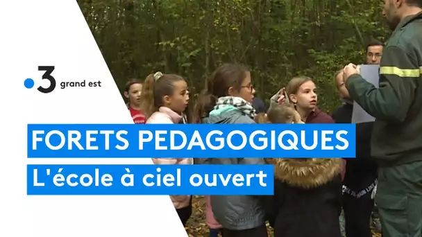 Apprendre à sauvegarder la faune et la flore en faisant classe à ciel ouvert, dans la forêt