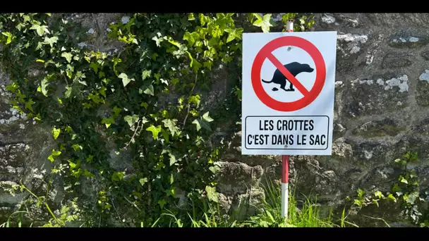 À Béziers, le fichage ADN des chiens devient obligatoire pour lutter contre les déjections