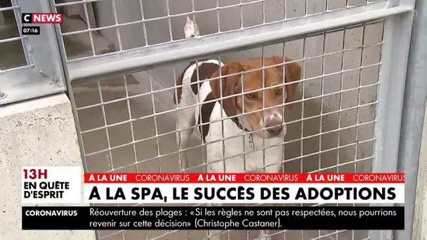 Déconfinement : le succès des adoptions à la SPA