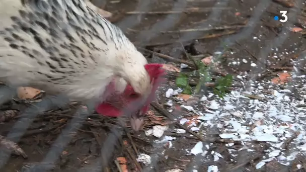 Collecte de coquilles d'huîtres pendant les fêtes dans les déchèteries