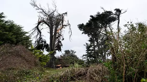 EN DIRECT - Tempête Ciaran : un mort dans l'Aisne après la chute d'un arbre sur un poids lourd