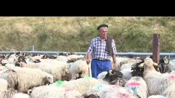 Pyrénées : transhumance des brebis et peur de l'ours