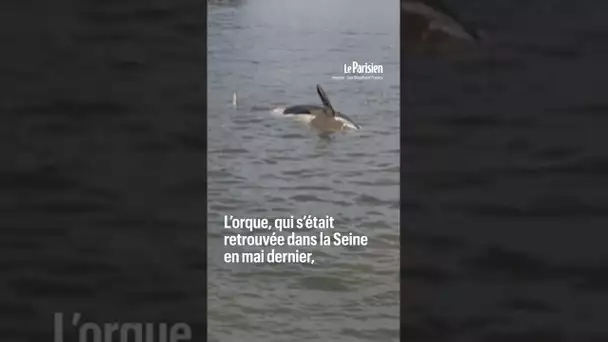 Un béluga aperçu dans la Seine, à 70 km de Paris