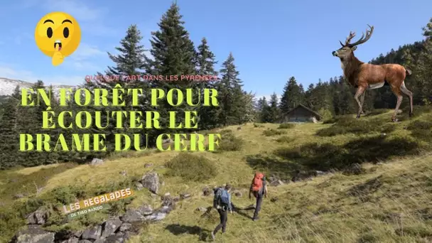 En forêt pour écouter le brame du cerf