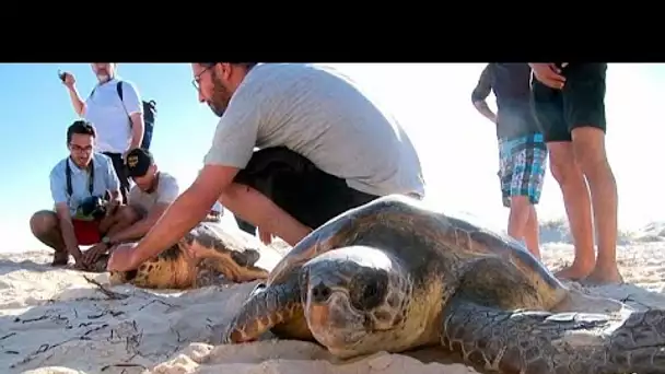 Tunisie : sauvées, trois tortues d'espèces protégées ont été relâchées en mer