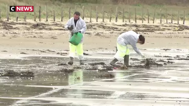 Des boulettes d'hydrocarbure sur les plages de l'Ouest