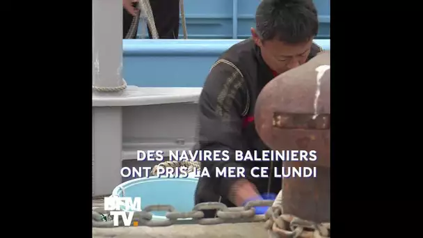 Le Japon reprend la chasse commerciale de la baleine