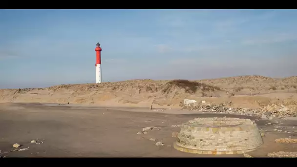 L'hermelle, ce ver des sables qui pourrait sauver nos côtes contre l'érosion