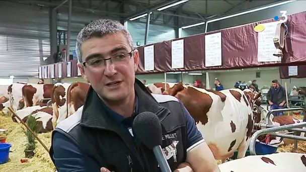 La productivité des vaches Montbéliarde à Vache de salon