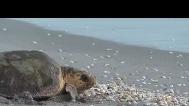 No comment : en Floride, une tortue marine a été relâchée dans l'océan