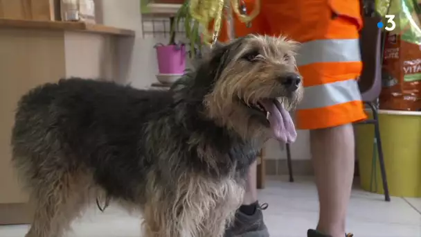 Pollux : un chien prenant souvent la fuite, ramené au refuge de Sassay dans le Loir-et-Cher