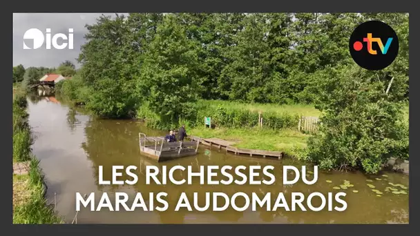 Les richesses du marais audomarois.