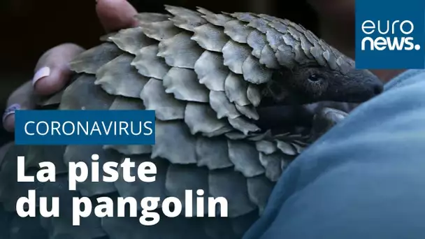 Coronavirus : la piste du pangolin