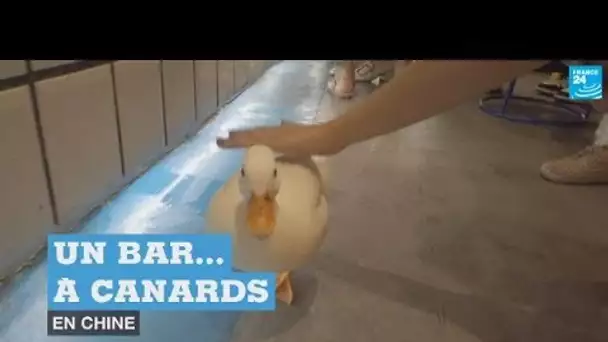 Après les bars à chats, voici le bar...à canards en Chine