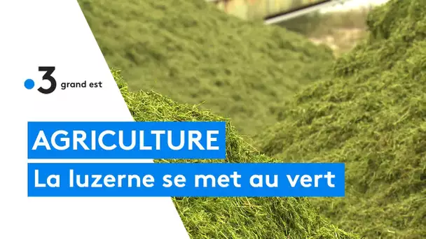 Agriculture : la luzerne se met au vert