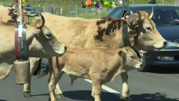 Pas de fête mais une transhumance malgré tout sur l'Aubrac