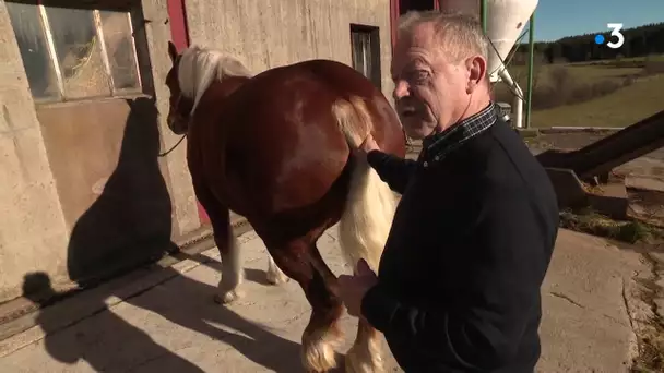 Salon de l'agriculture: les chevaux comtois sur le départ