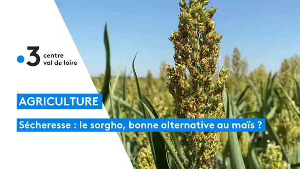 Agriculture : le sorgho comme alternative au maïs ?