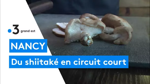 Les champignons de Nancy produisent du shiitaké et des pleurotes en circuit court