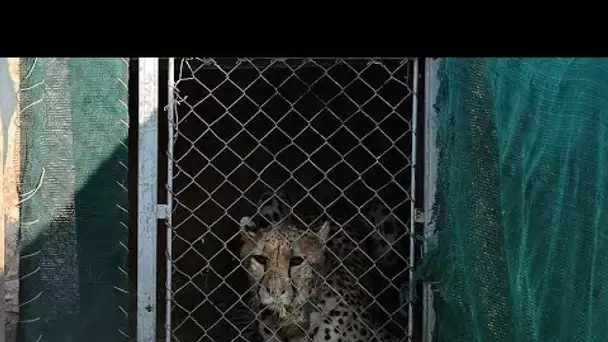 Huit guépards de Namibie arrivés en Inde, avant leur réintroduction dans la nature