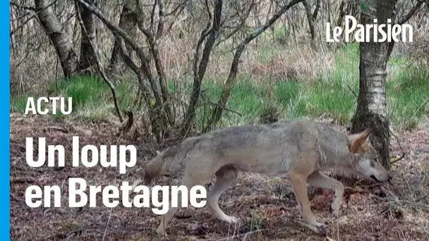 Un loup aperçu dans le Finistère, une première depuis un siècle