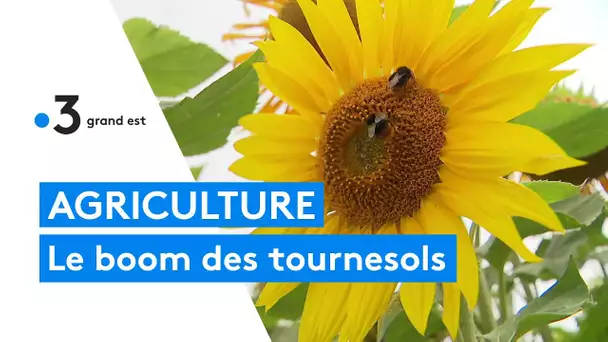 Le boom des champs de tournesols