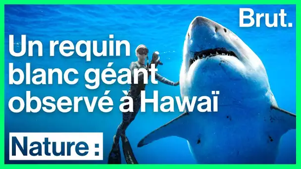 Une gigantesque femelle requin blanc repérée au large d&#039;Hawaï