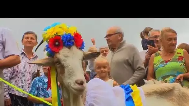 Les chèvres ukrainiennes se font "bêle" pour le Koza Fest