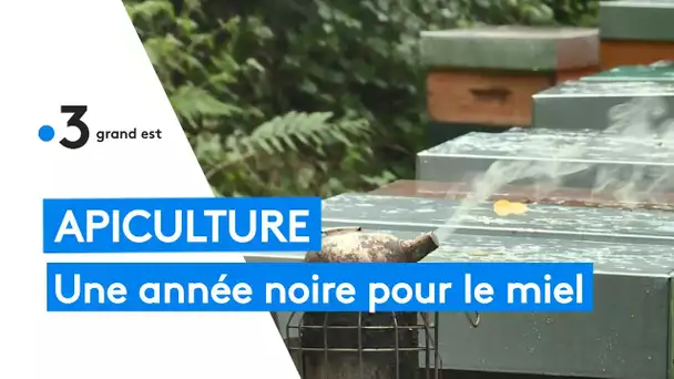 Apiculture : une année catastrophique pour la récolte du miel